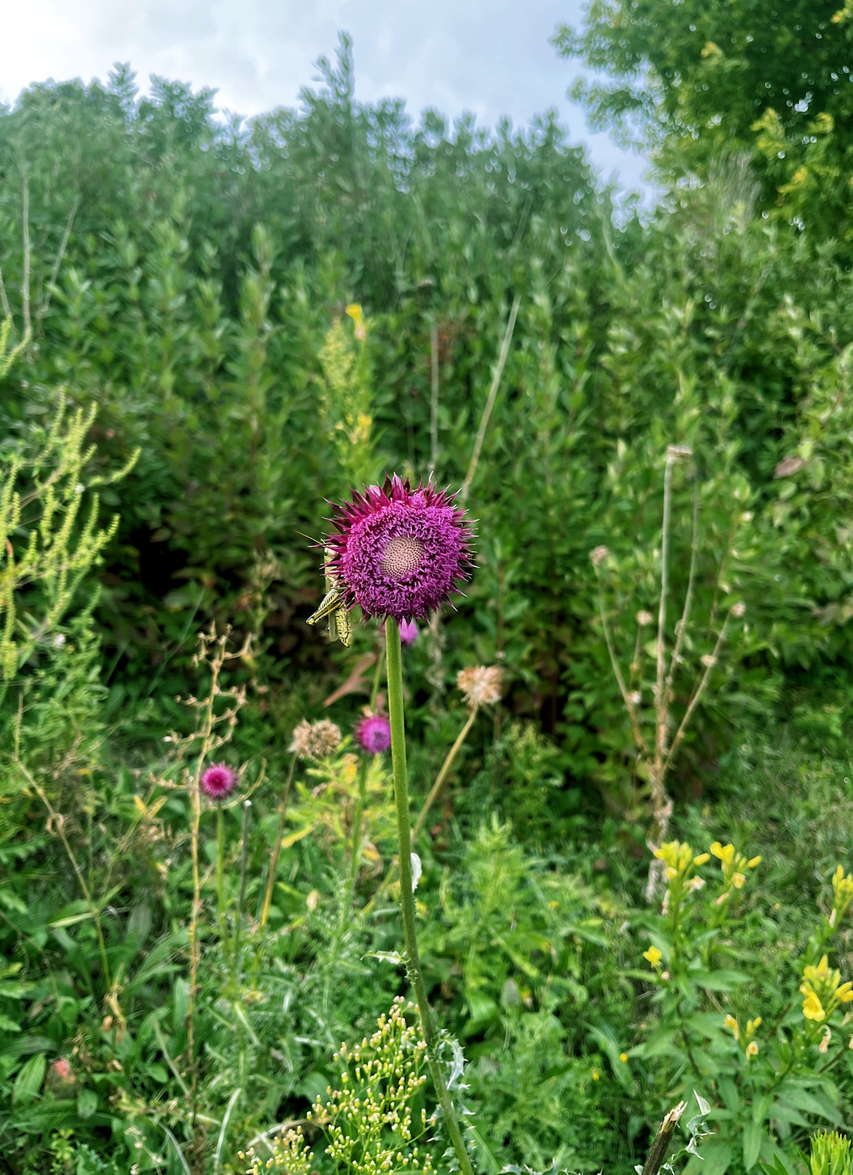 In Frame Vol. 11: The Survivor